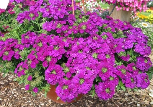 Verbena peruviana Vectura Deep Blue