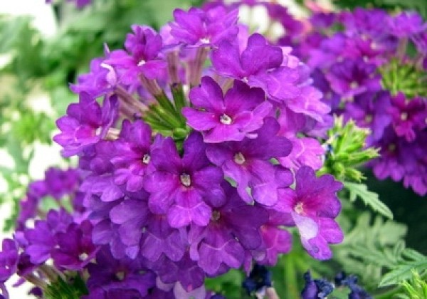 Verbena peruviana Vectura Deep Blue