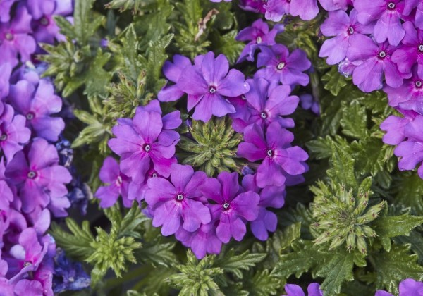 Verbena peruviana Vectura True Violet (XXL)