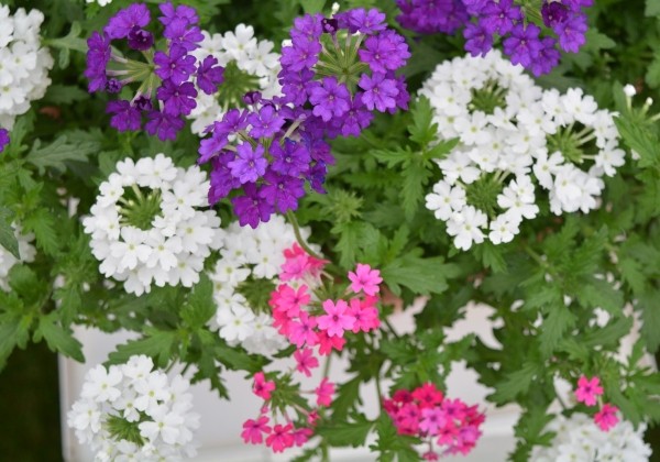 Verbena peruviana Vectura Trio Deep Blue-Rose-White