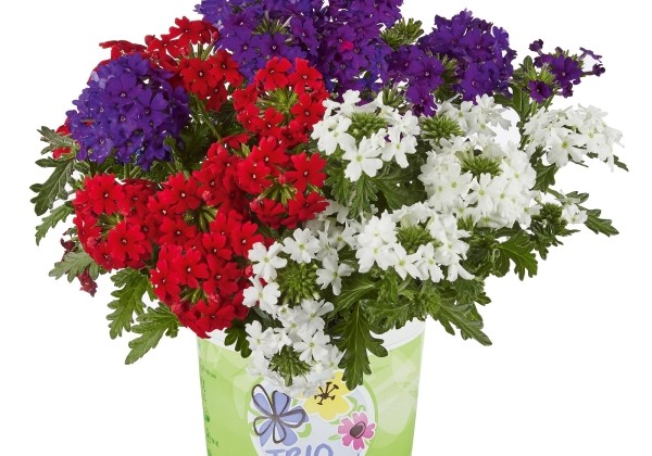 Verbena peruviana Vectura Trio Deep Blue-Scarlet-White