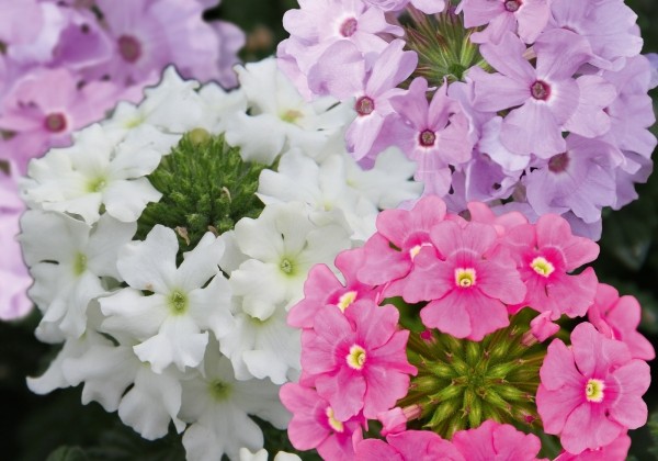 Verbena peruviana Vectura Trio Lavender-Pink-White