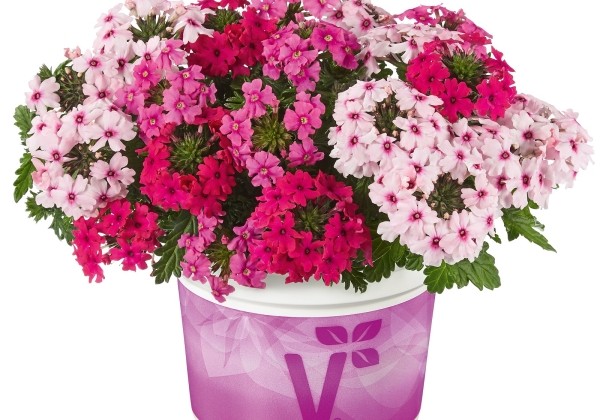 Verbena peruviana Vectura Trio Pink - Rose - Soft Pink Eye