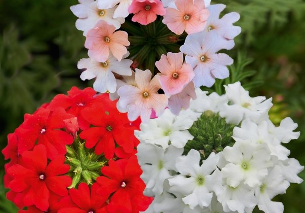 Verbena peruviana Vectura Trio Peach-Scarlet-White