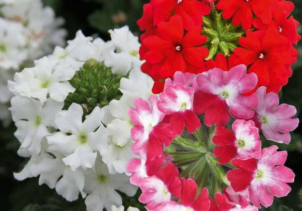 Verbena peruviana Vectura Trio Red Wing-Scarlet- White