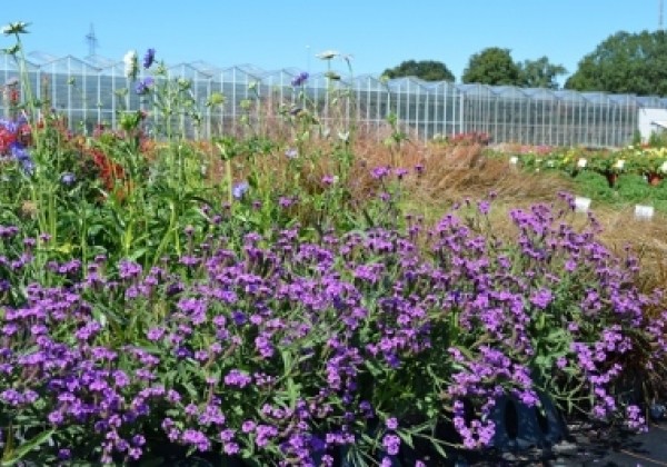 Verbena rigida Venosa