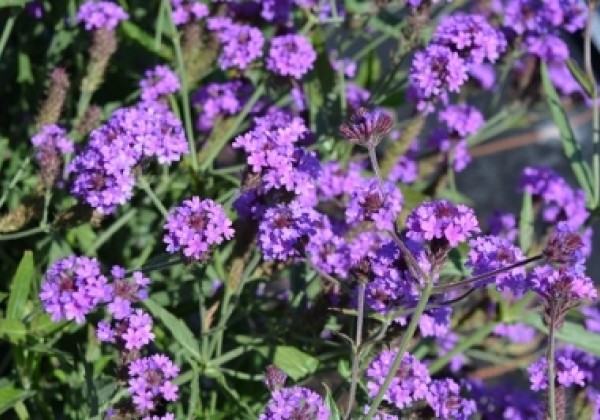 Verbena rigida Venosa