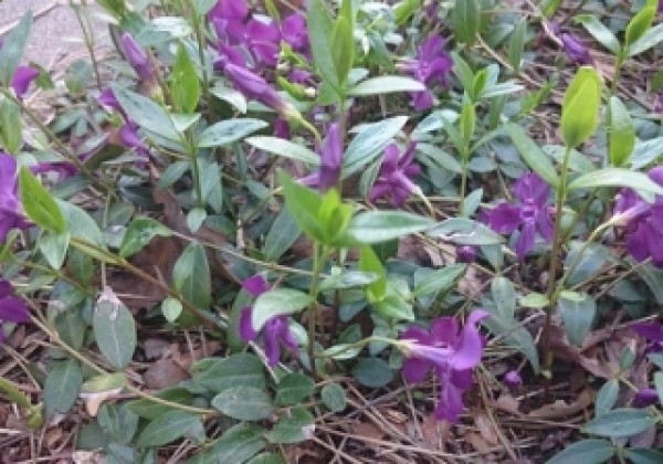 Vinca minor Verino