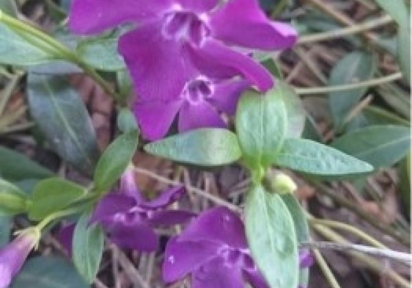 Vinca minor Verino