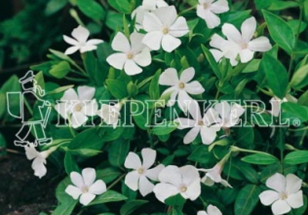Vinca minor Colada