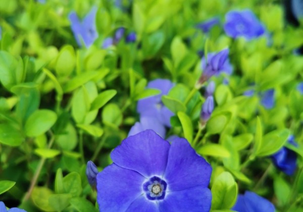 Vinca minor Nira Bue