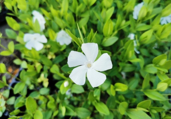 Vinca minor Nira White