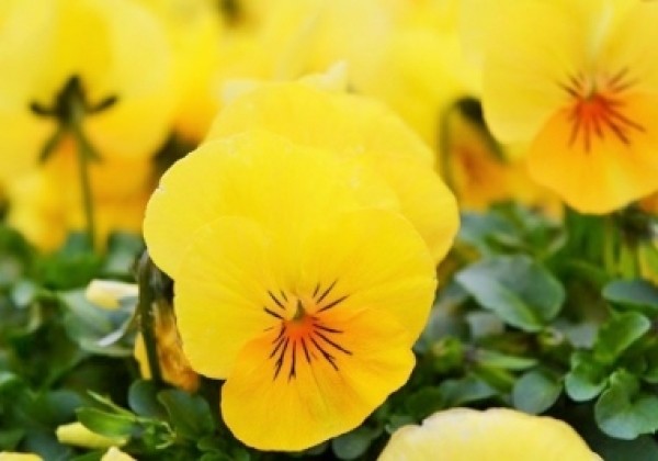 Viola cornuta Twix Apricot