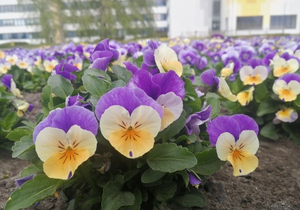 Viola cornuta Twix Apricot Azure Wing