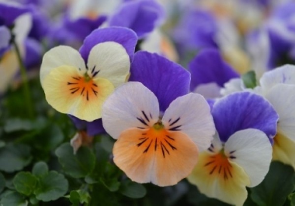 Viola cornuta Twix Apricot Azure Wing