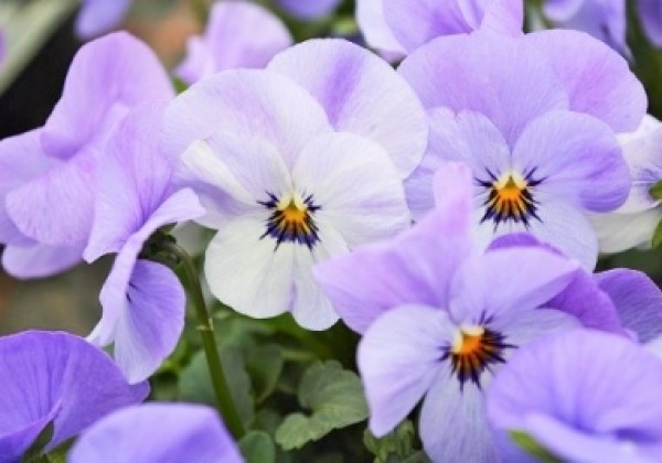 Viola cornuta Twix Azure Twilight