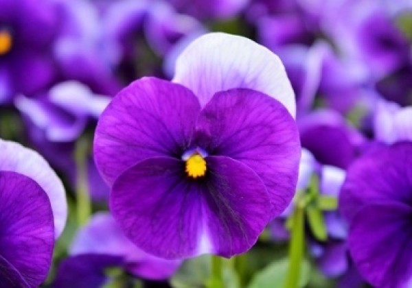 Viola cornuta Twix Beaconsfield