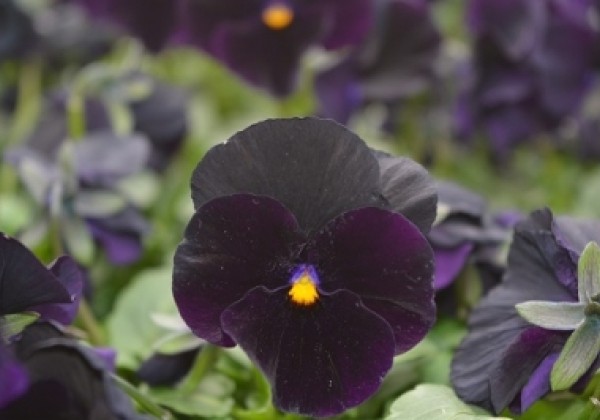 Viola cornuta Twix Black
