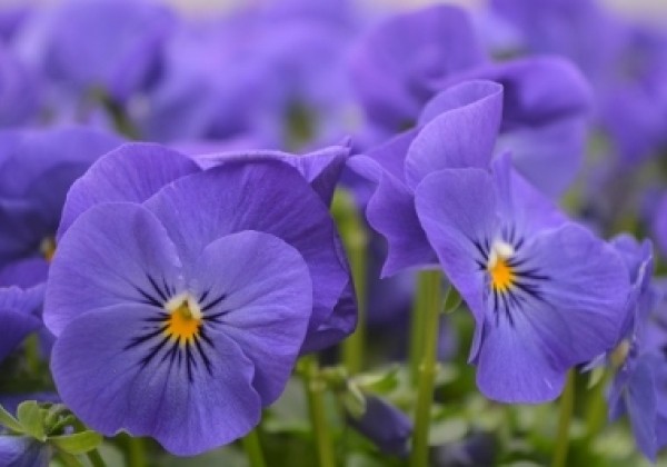 Viola cornuta Twix Blue