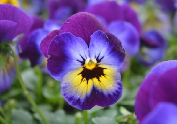 Viola cornuta Twix Blue and Yellow