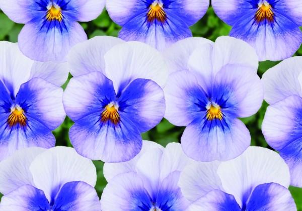 Viola cornuta Twix Blue Frost