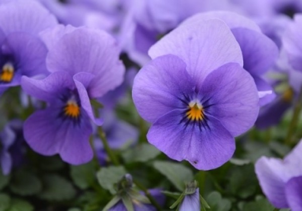 Viola cornuta Twix Blue Ice