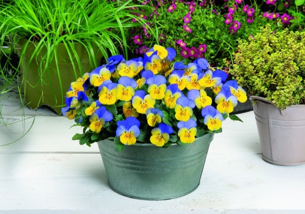 Viola cornuta Twix Blue Morpho