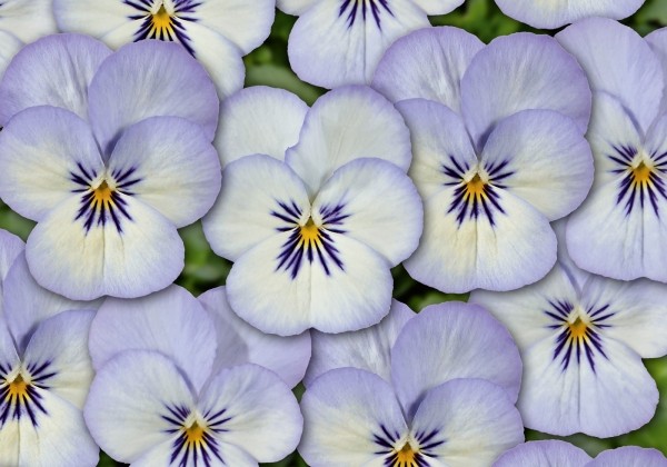 Viola cornuta Twix Blue Picotee