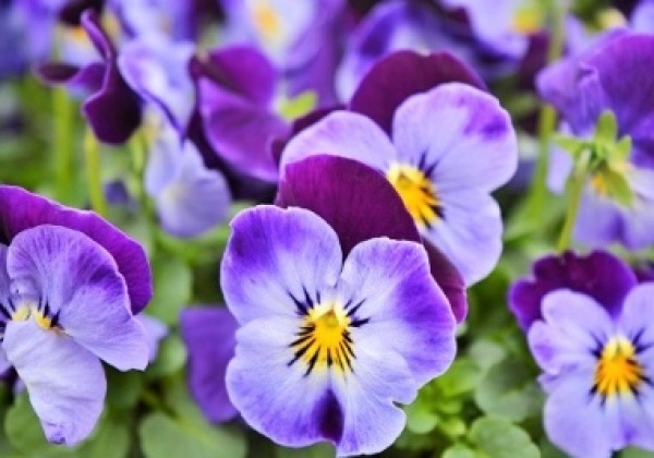 Viola cornuta Twix Blue Purple Wing