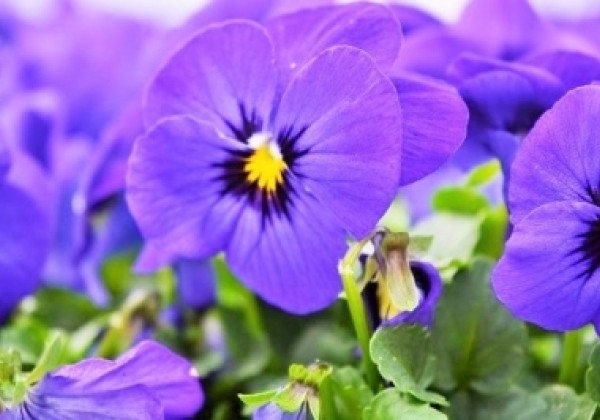 Viola cornuta Twix Blue with Eye
