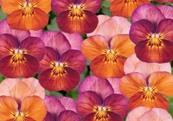 Viola cornuta Twix Bronze Rose