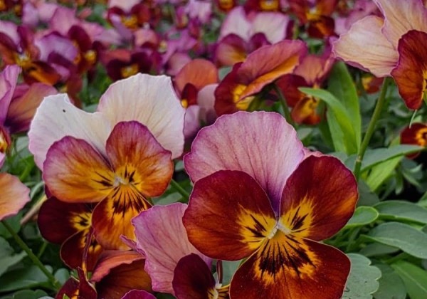 Viola cornuta Twix Bronze Rose