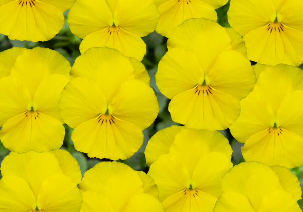 Viola cornuta Twix Canary Yellow