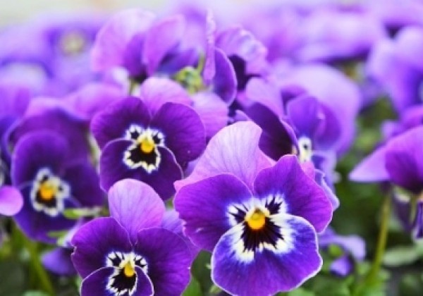 Viola cornuta Twix Dark Marina