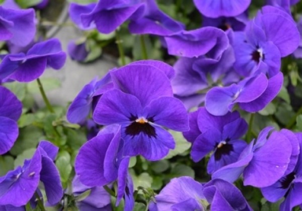 Viola cornuta Twix Deep Blue with Eye