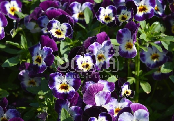 Viola cornuta Twix Deep Purple Cream Face