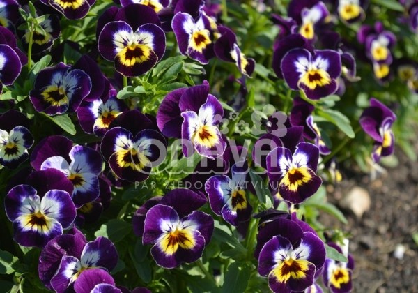 Viola cornuta Twix Deep Purple Cream Face