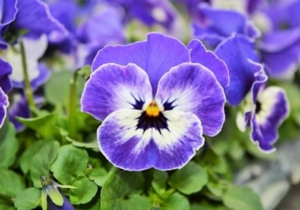 Viola cornuta Twix Delft Blue