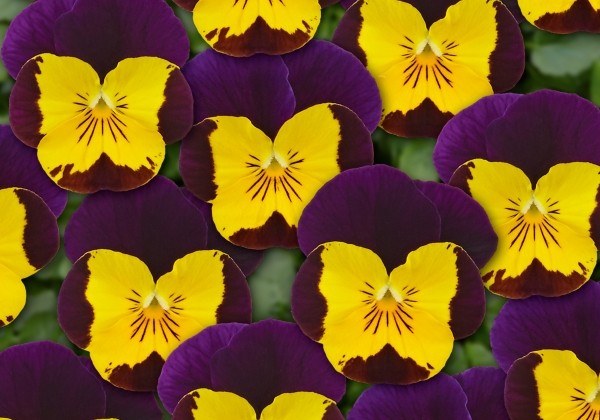Viola cornuta Twix Gold Purple Wing