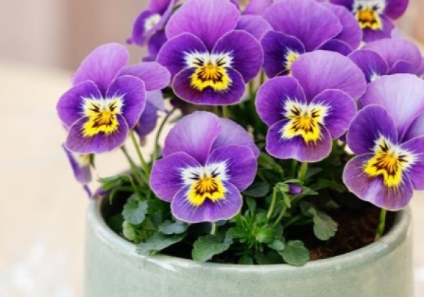 Viola cornuta Twix Honeyfrost