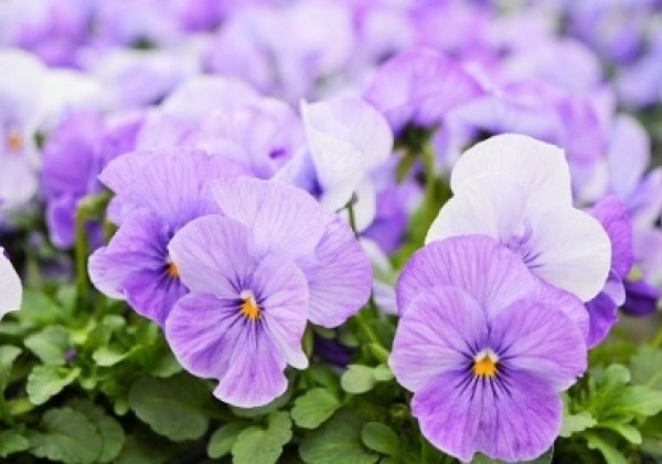 Viola cornuta Twix Lavender Shades