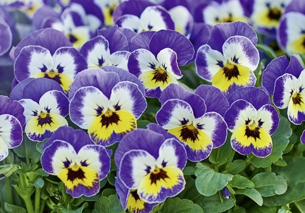 Viola cornuta Twix Lavender Face