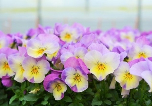 Viola cornuta Twix Lemon Pink Wing