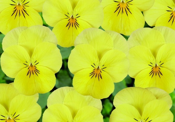 Viola cornuta Twix Lemon