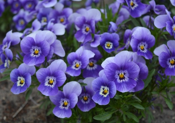 Viola cornuta Twix Lilac Face
