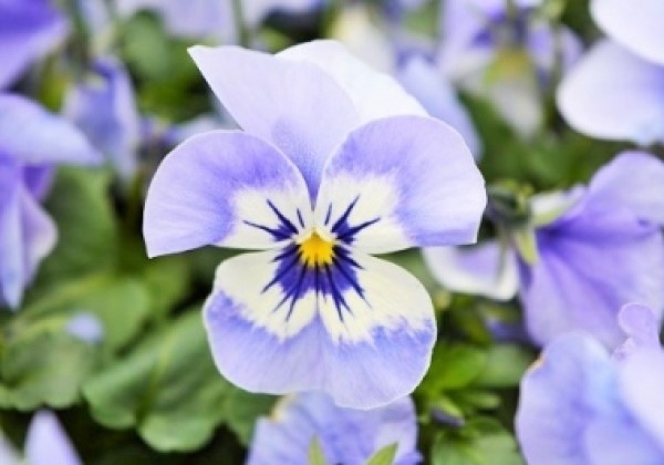 Viola cornuta Twix Marina