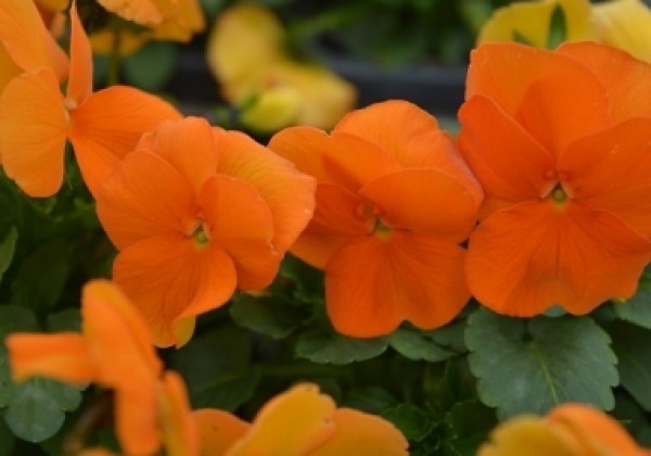 Viola cornuta Twix Orange