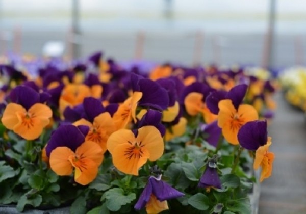 Viola cornuta Twix Orange Purple Wing