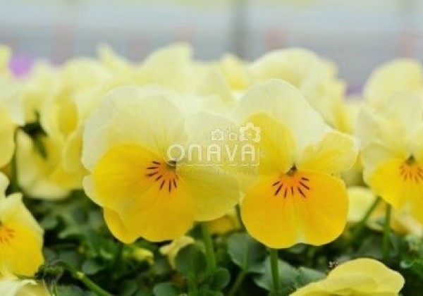 Viola cornuta Twix Primrose