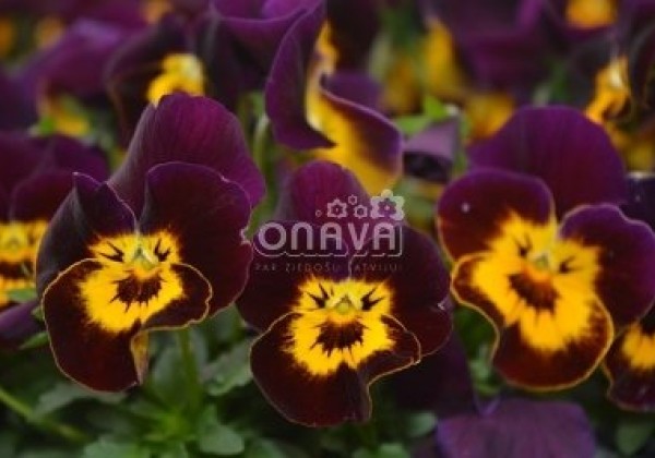 Viola cornuta Twix Purple and Gold
